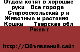 Отдам котят в хорошие руки - Все города, Старооскольский р-н Животные и растения » Кошки   . Тверская обл.,Ржев г.